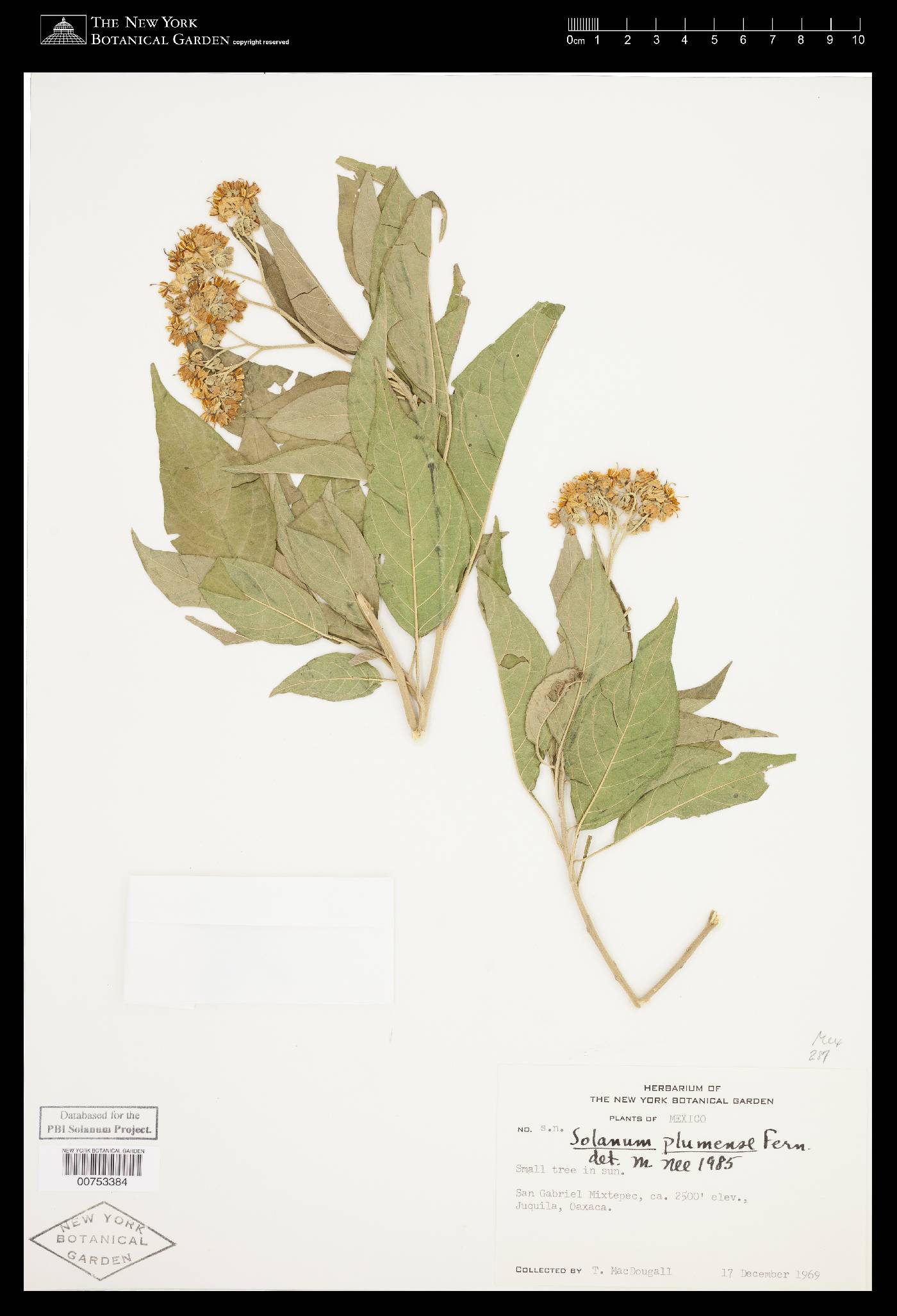 Solanum plumense image