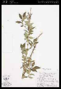 Solanum polyadenium image
