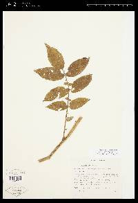 Solanum polyadenium image