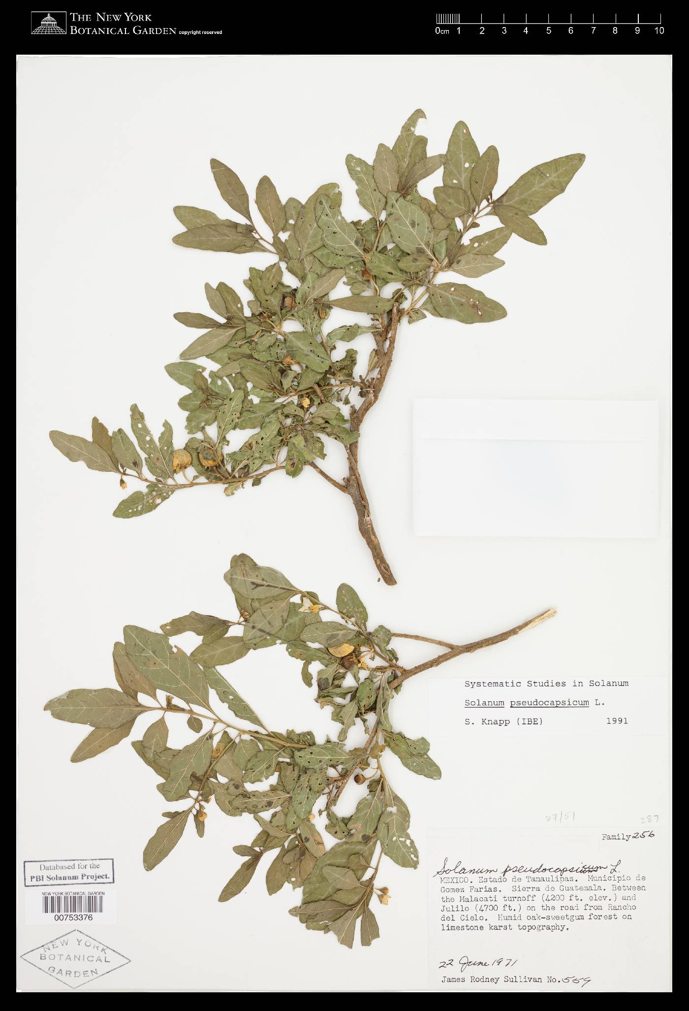 Solanum pseudocapsicum image