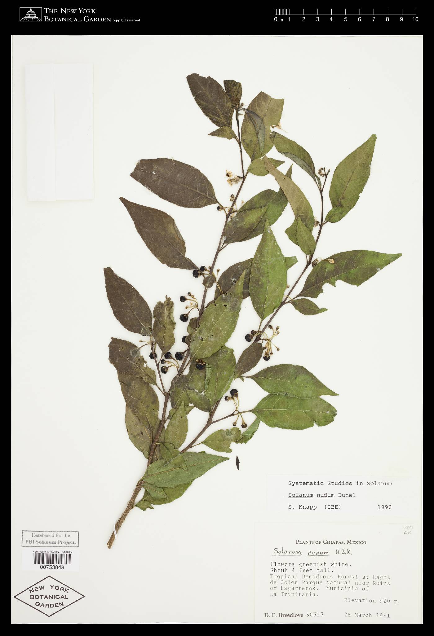 Solanum nudum image