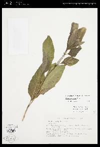 Solanum nudum image