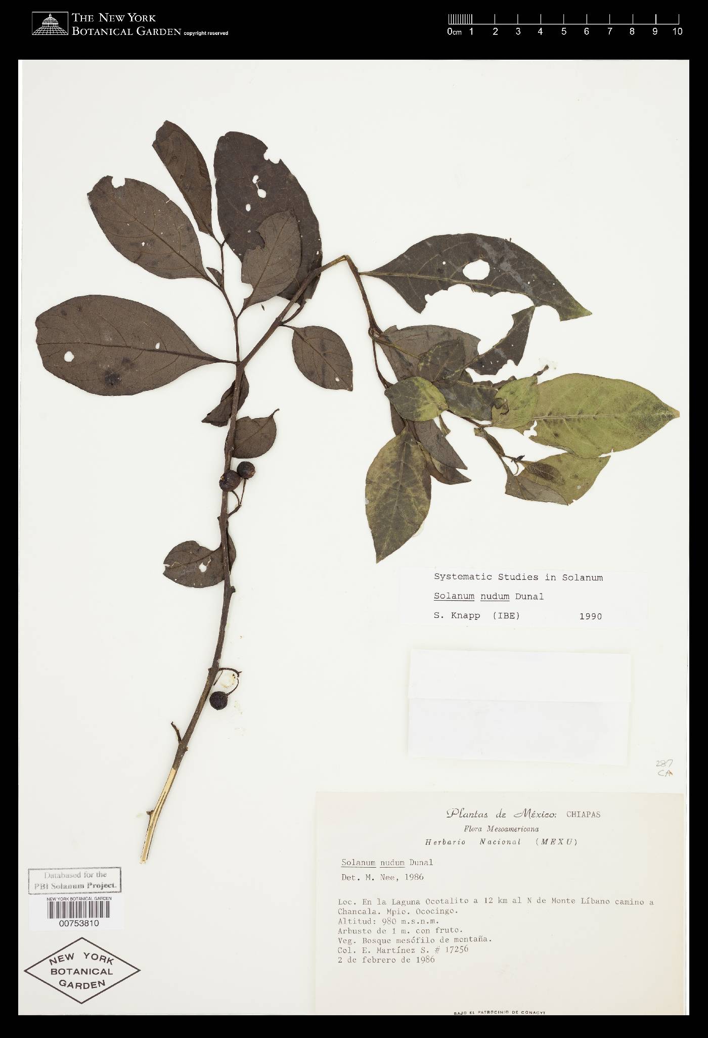 Solanum nudum image