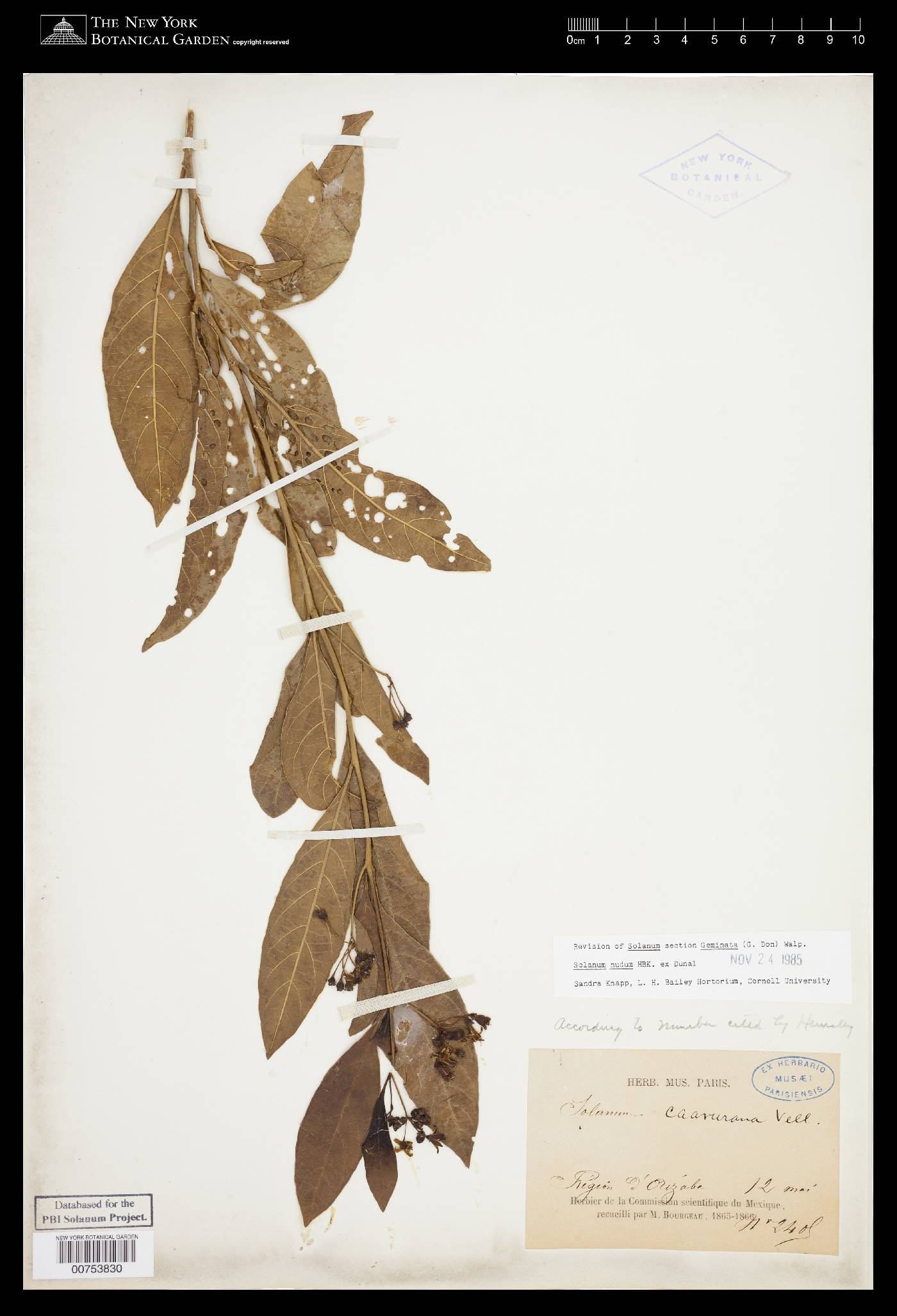 Solanum nudum image