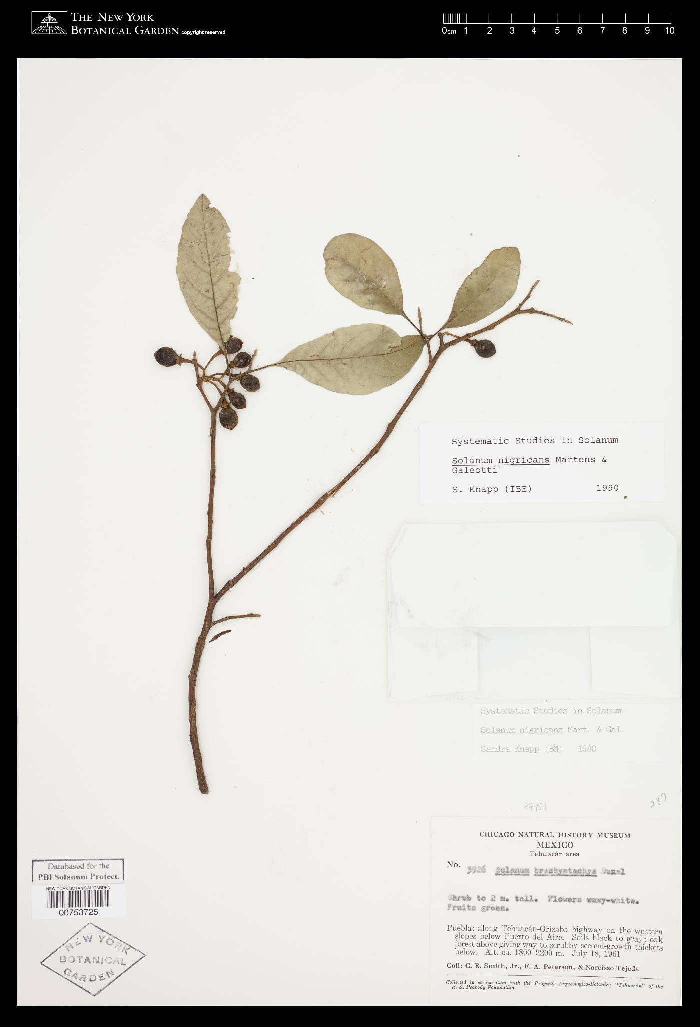 Solanum nigricans image