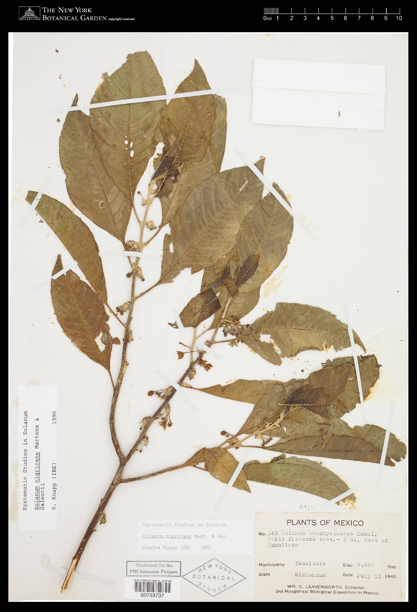 Solanum nigricans image