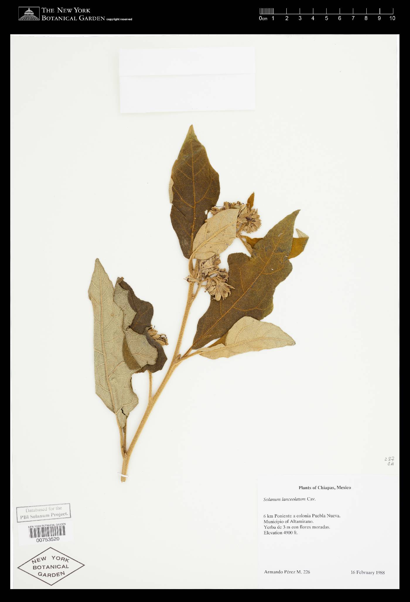 Solanum lanceolatum image