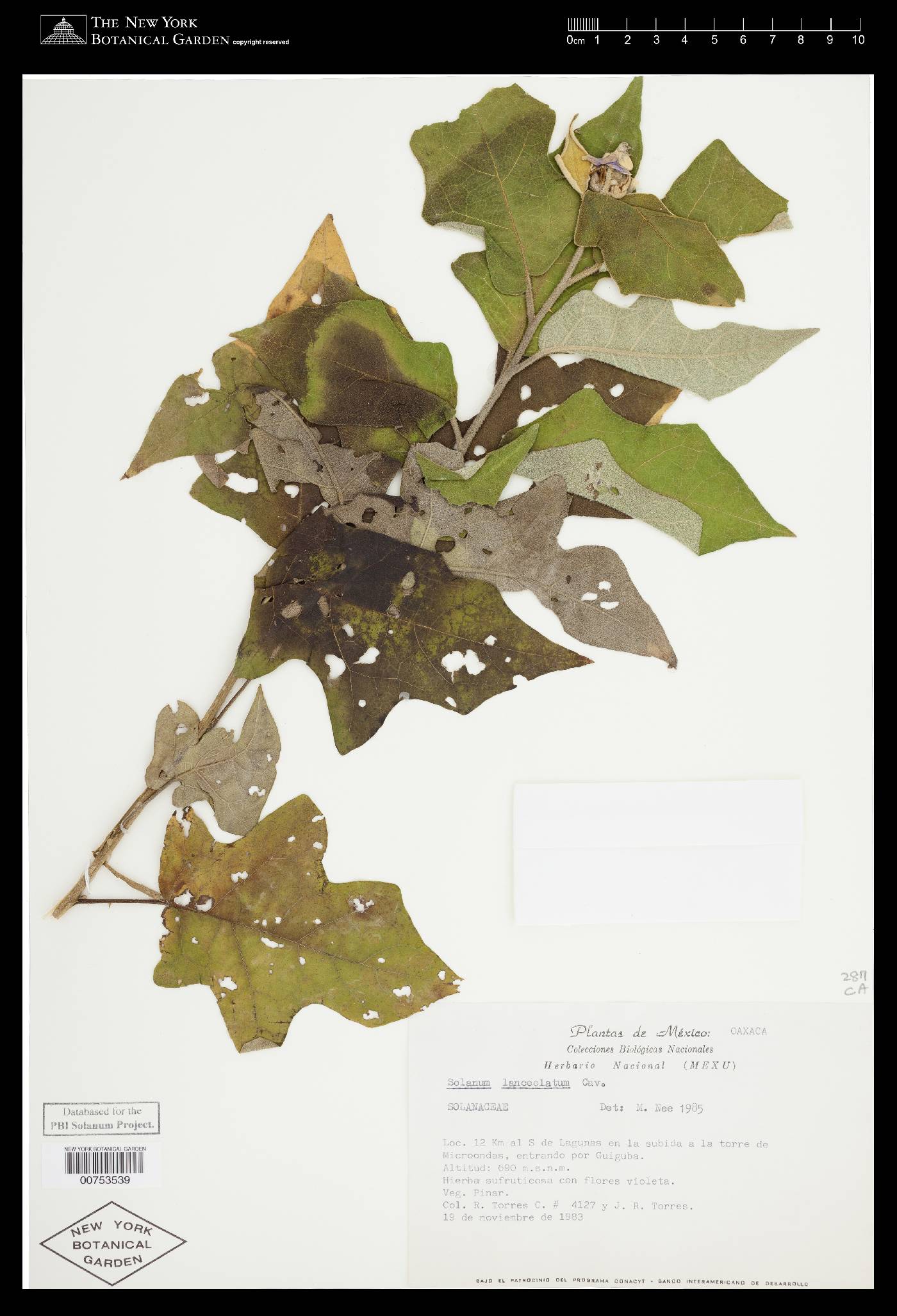 Solanum lanceolatum image