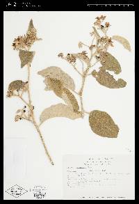 Solanum lanceolatum image