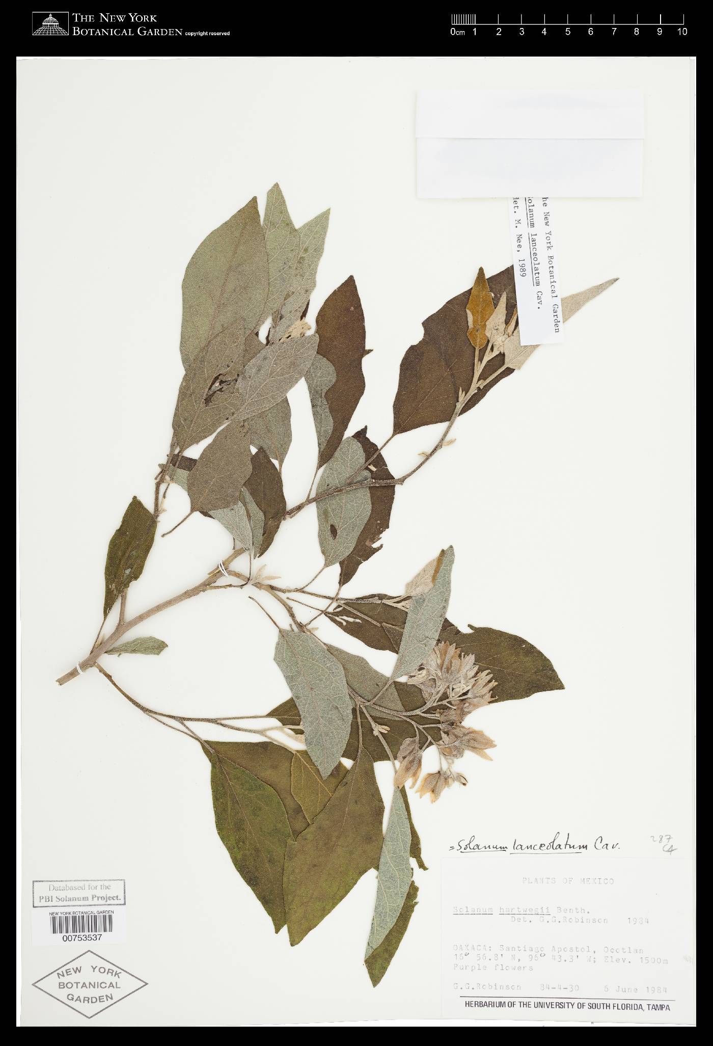 Solanum lanceolatum image