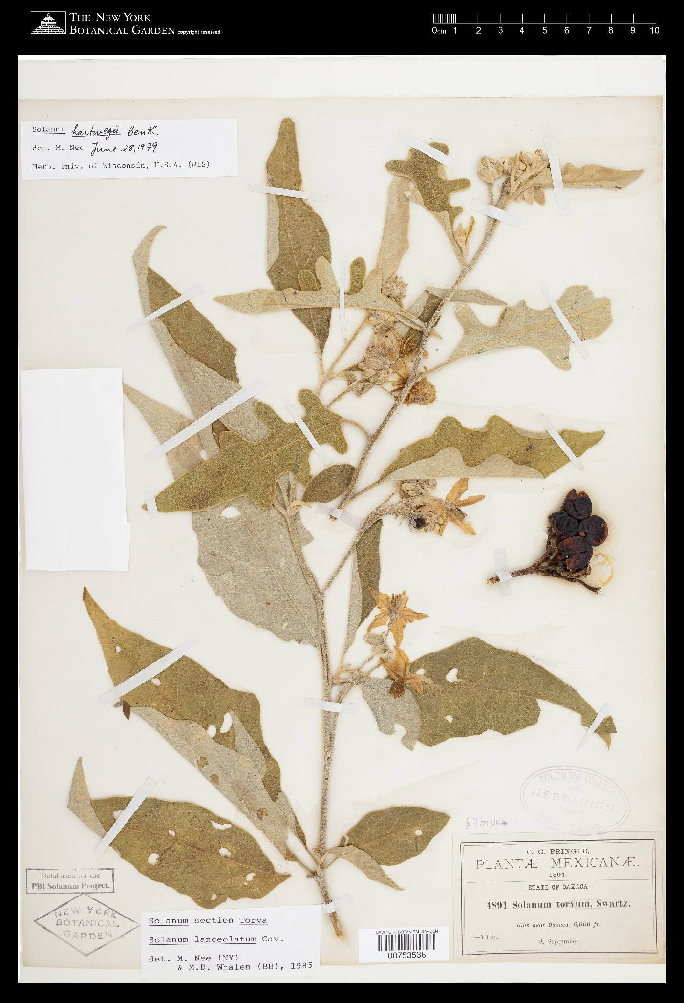 Solanum lanceolatum image