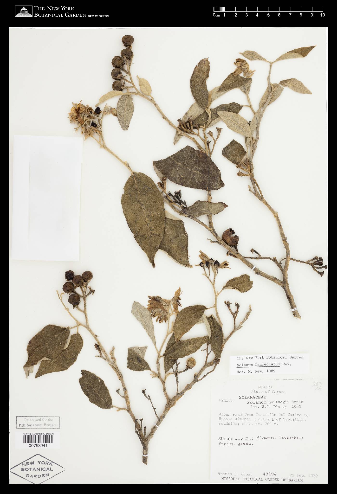 Solanum lanceolatum image