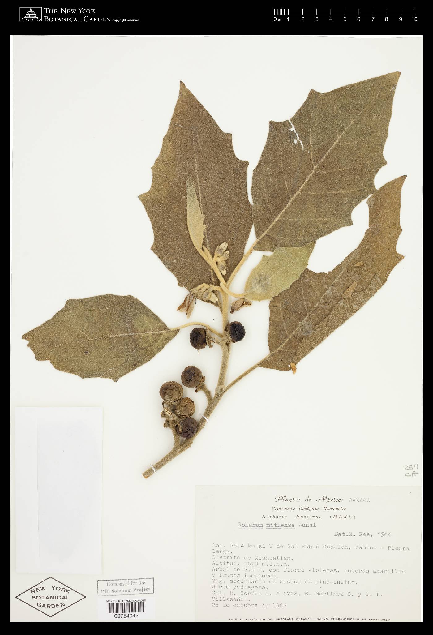Solanum mitlense image