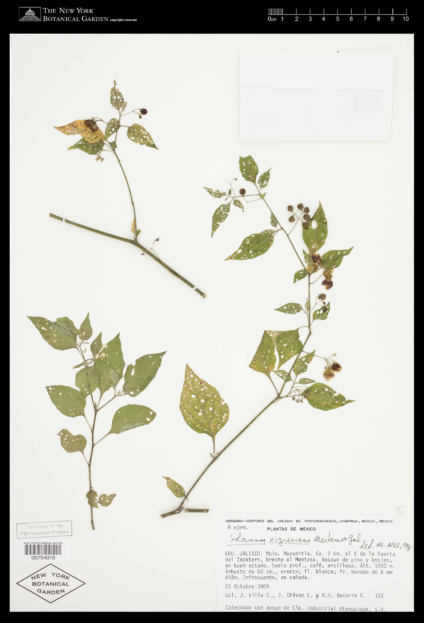 Solanum nigrescens image