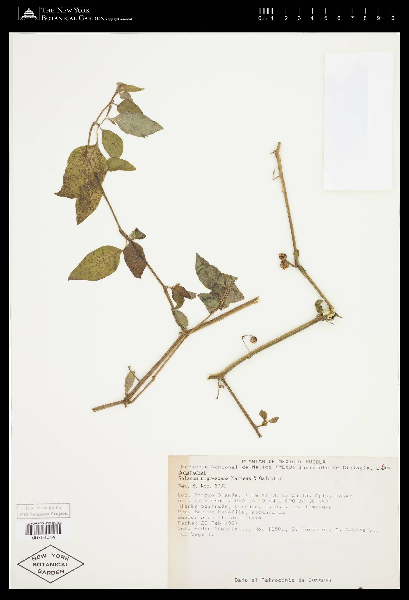 Solanum nigrescens image