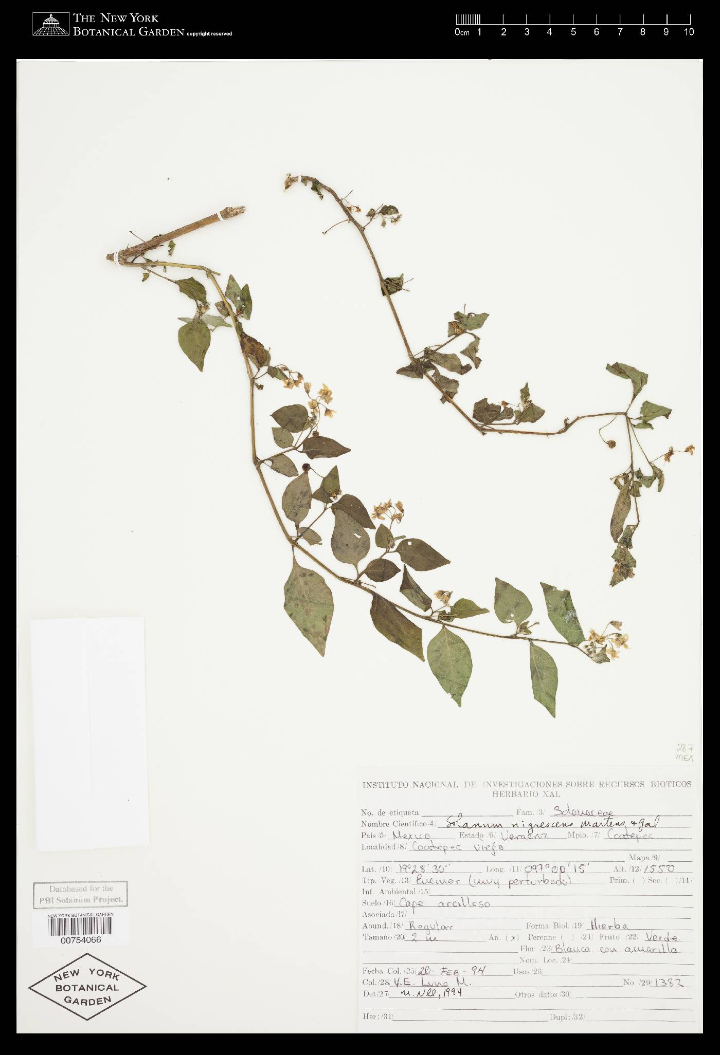 Solanum nigrescens image