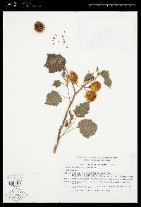 Solanum myriacanthum image