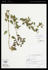 Solanum laxum image