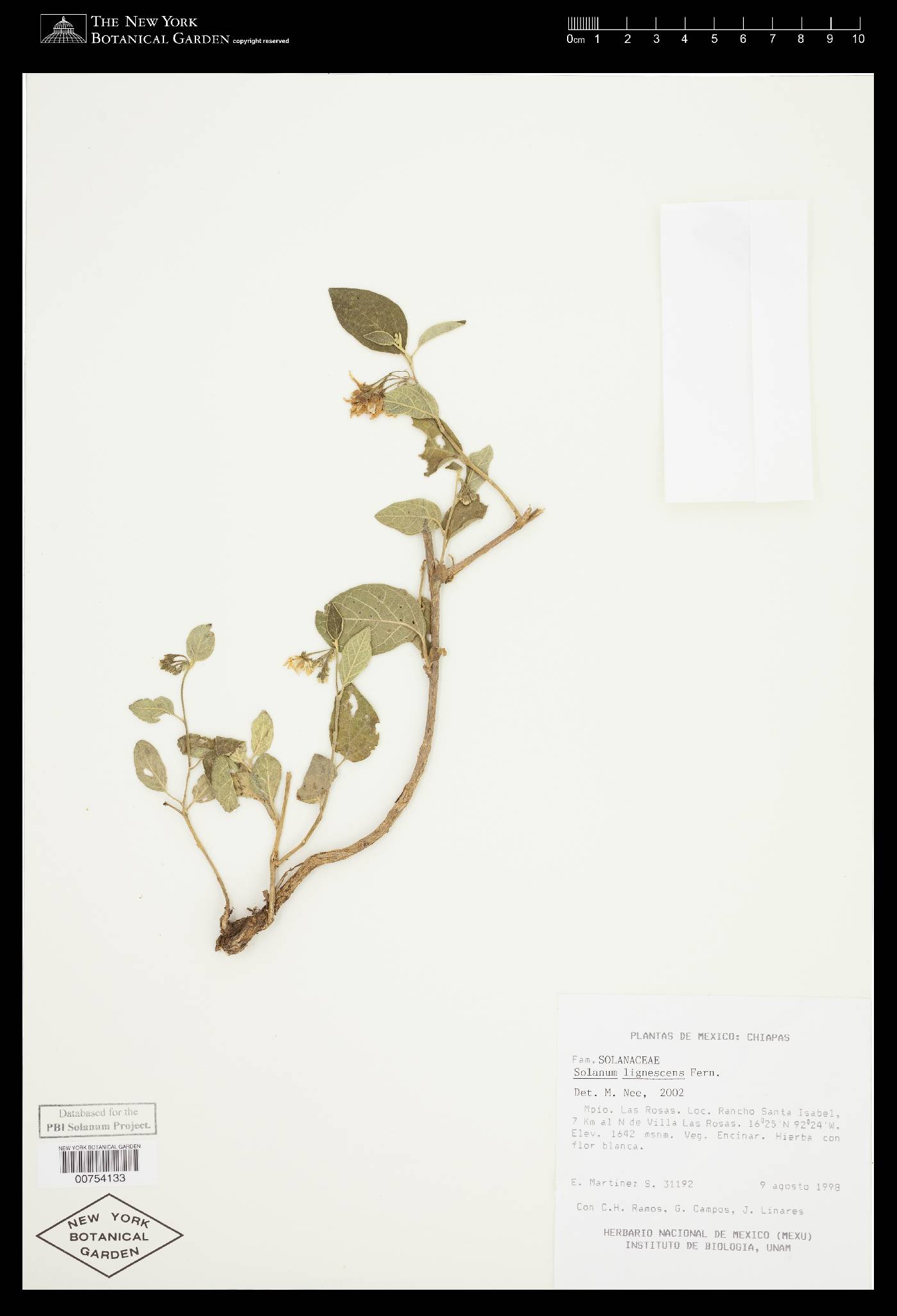 Solanum lignescens image