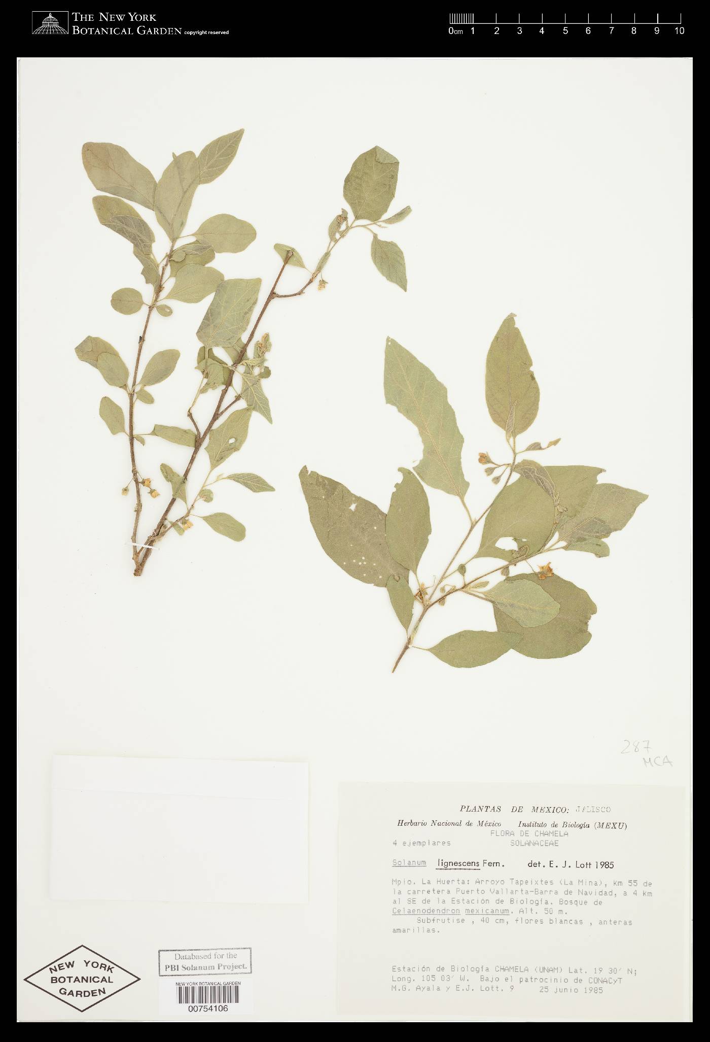Solanum lignescens image