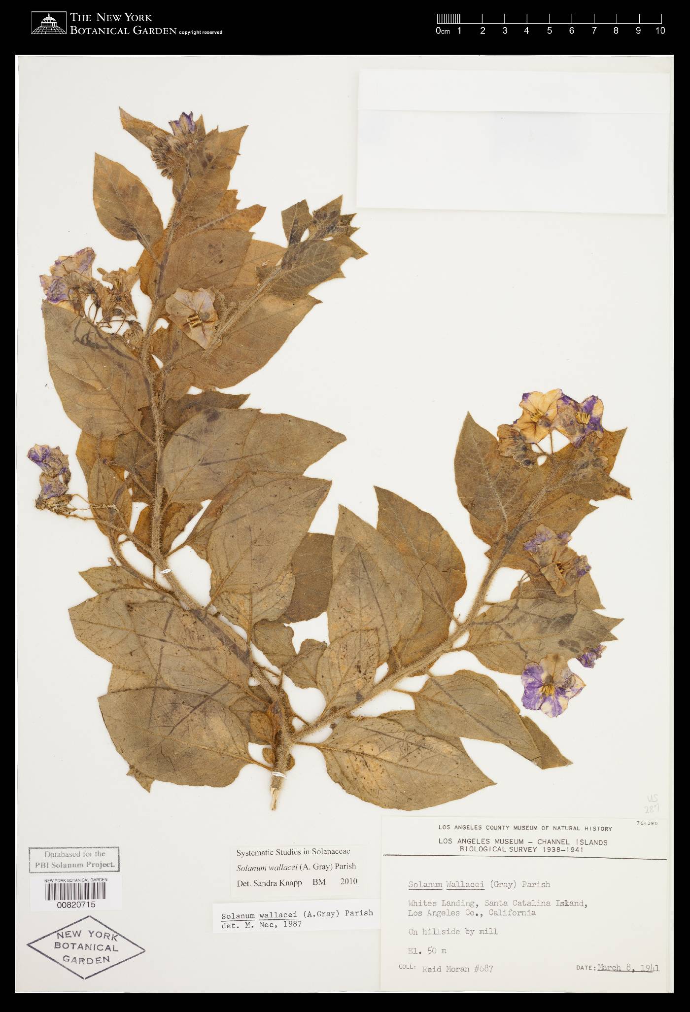 Solanum wallacei image