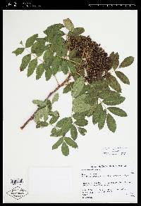 Sorbus scopulina image