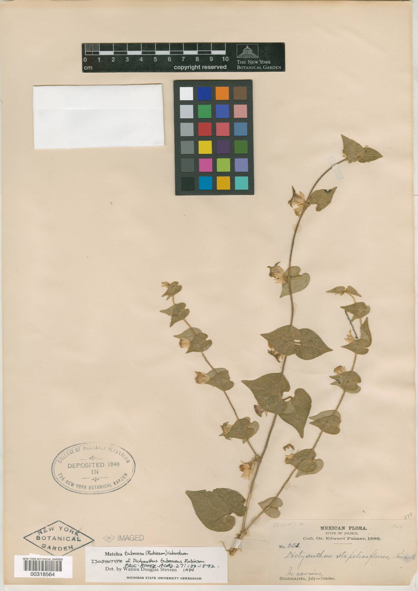 Dictyanthus tuberosus image