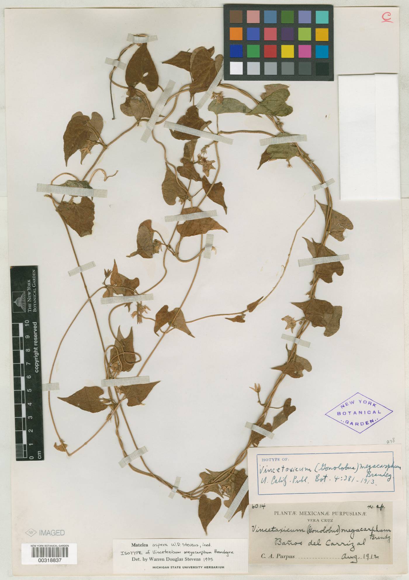 Dictyanthus asper image