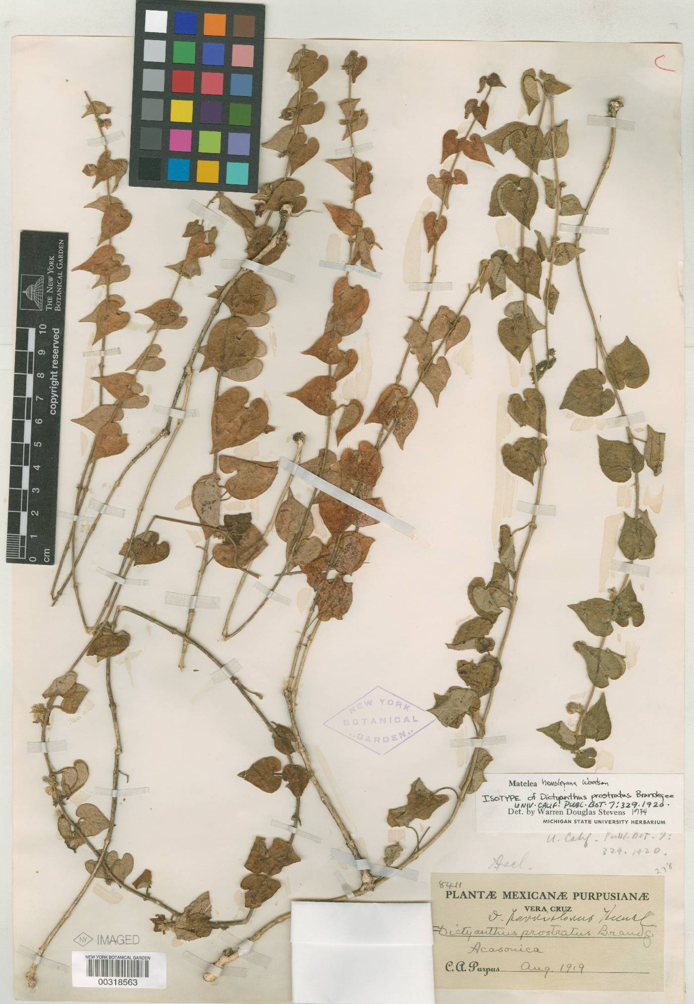 Dictyanthus prostratus image