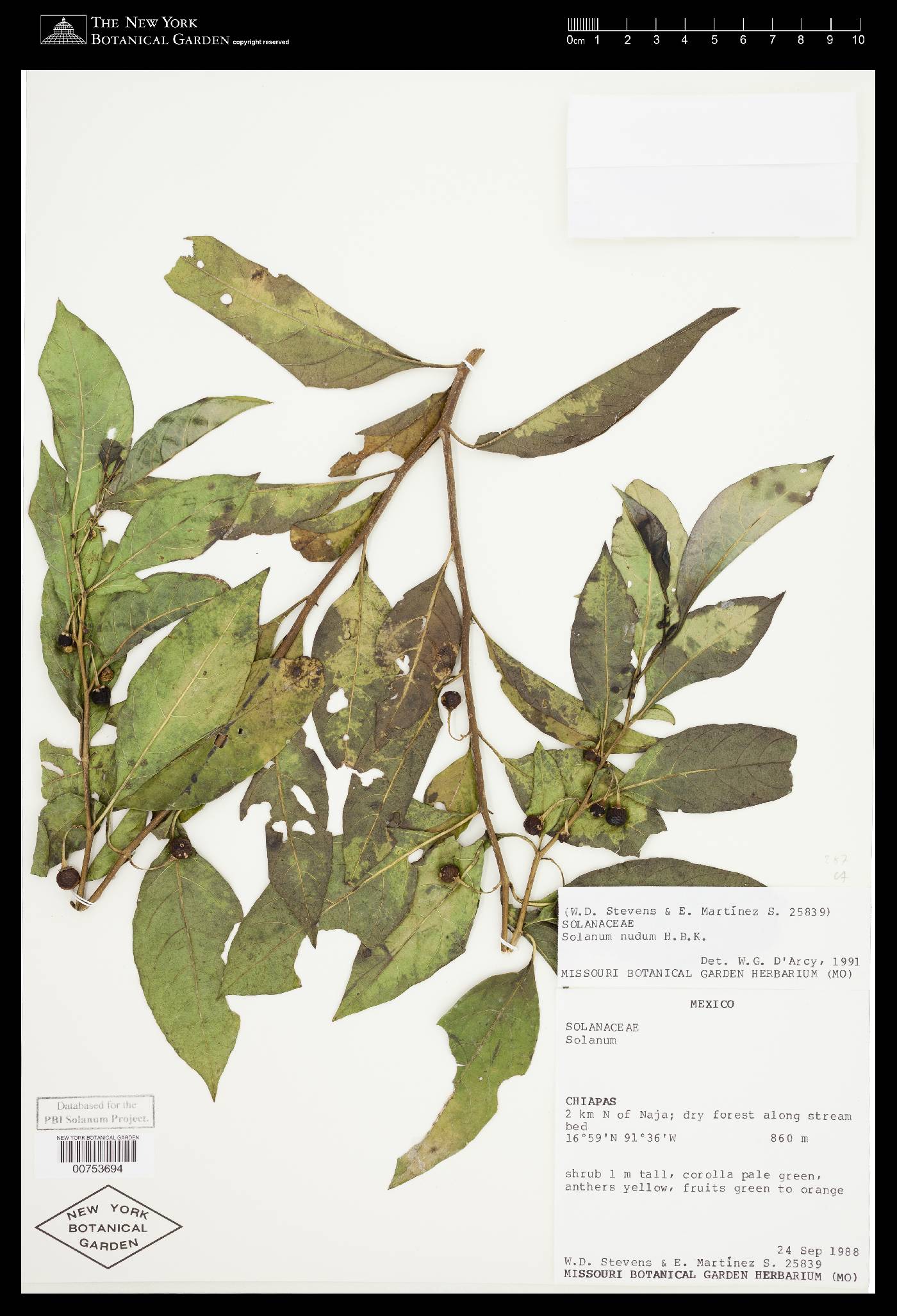 Solanum nudum image