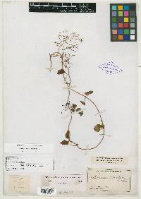 Valeriana scandens image