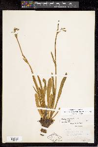 Valeriana edulis image