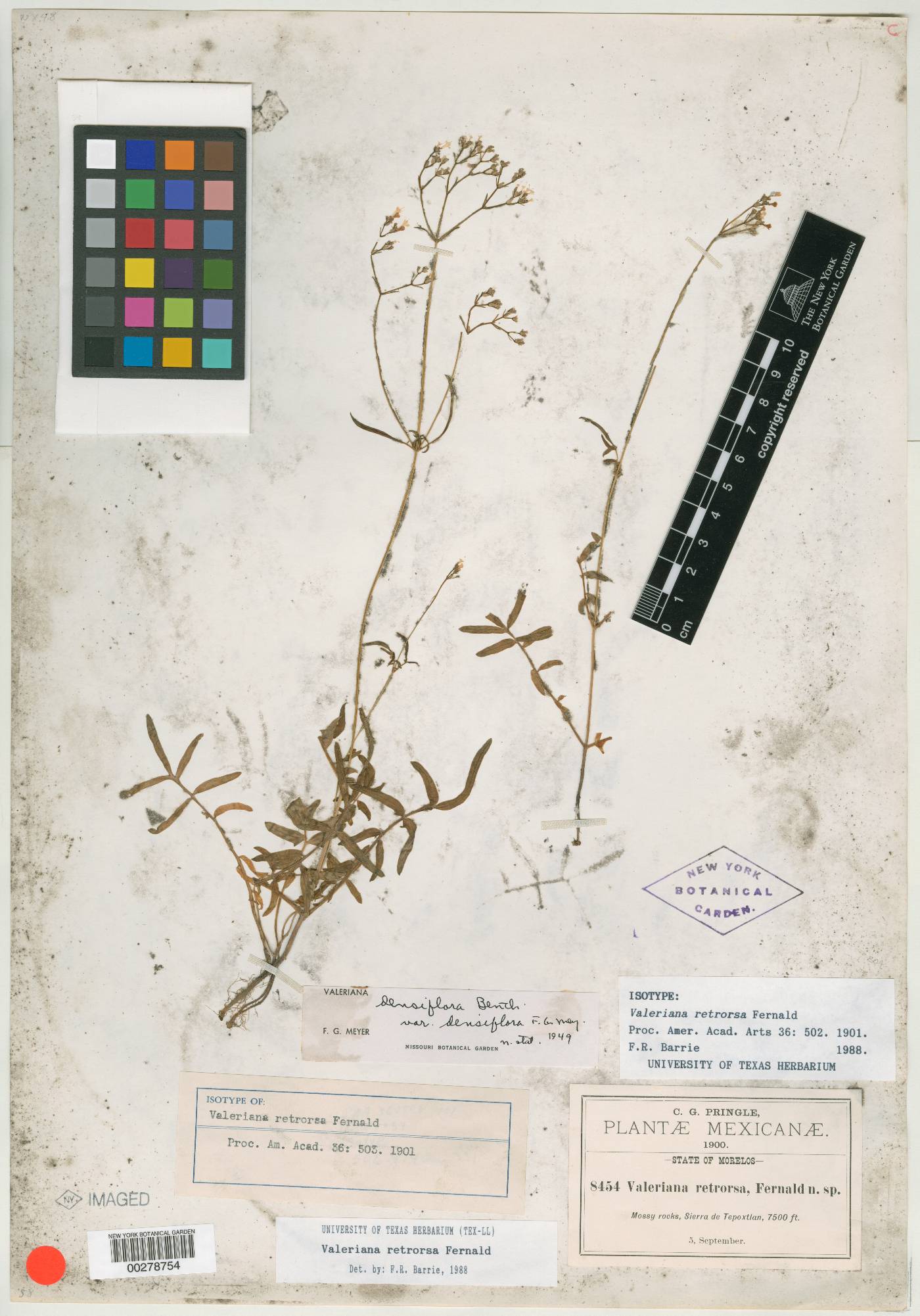 Valeriana densiflora image