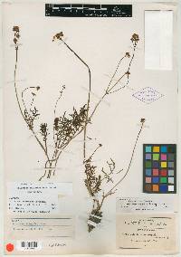 Valeriana laciniosa image