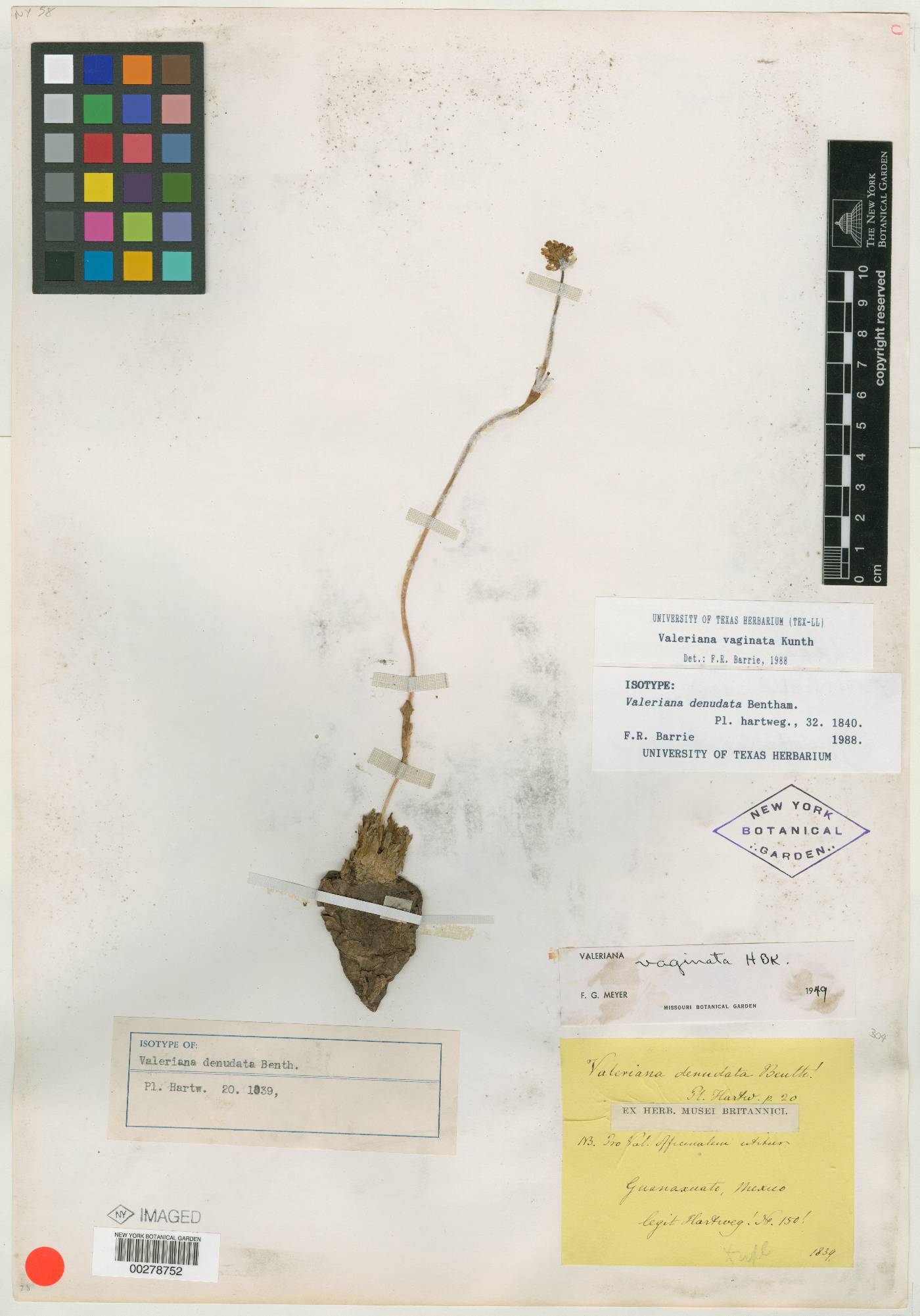 Valeriana vaginata image