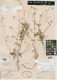 Valeriana apiifolia image