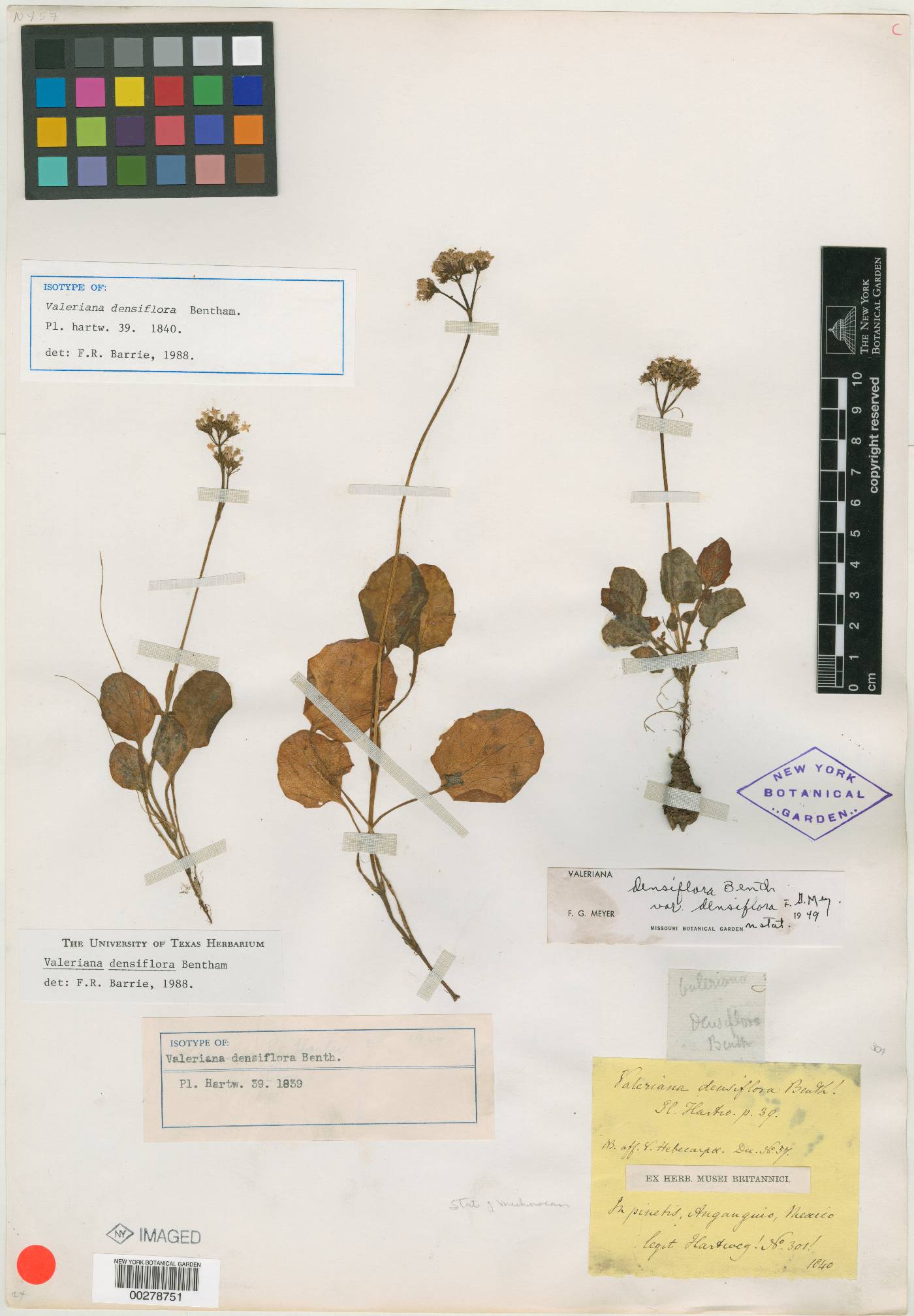 Valeriana densiflora image