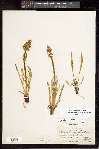 Valeriana edulis image