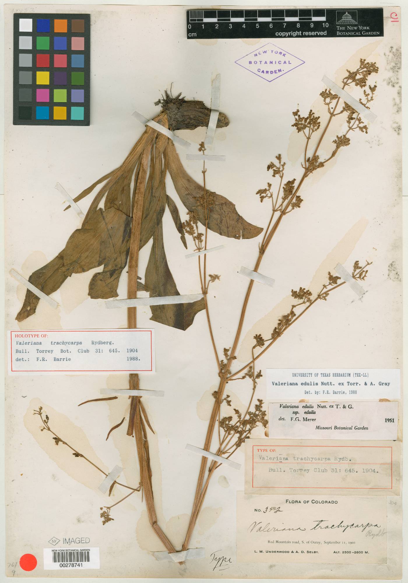 Valeriana trachycarpa image