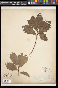 Quercus prinoides image