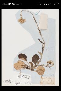 Antennaria parlinii subsp. fallax image
