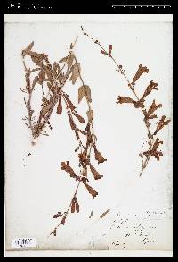 Penstemon jaffrayanus image