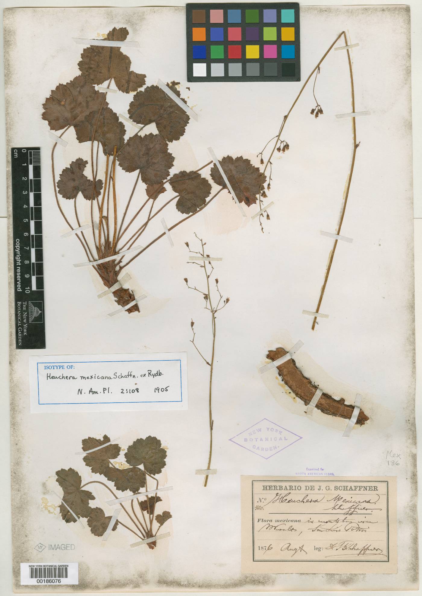 Heuchera mexicana image