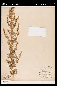 Artemisia absinthium image