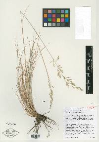 Festuca idahoensis subsp. roemeri image