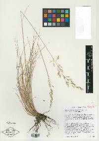 Festuca idahoensis image