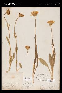 Arnica chamissonis image