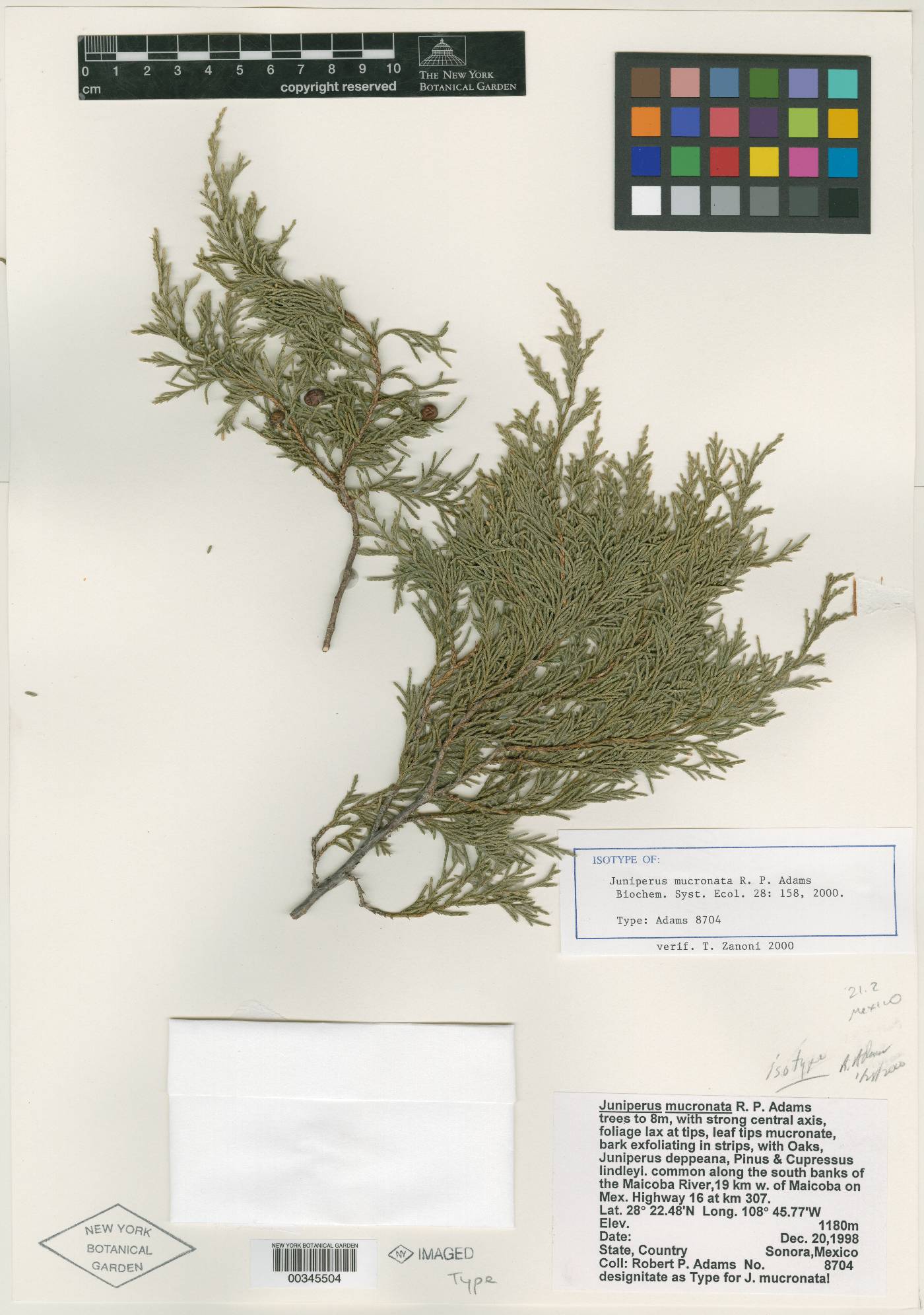 Juniperus blancoi var. mucronata image