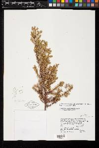 Juniperus communis var. saxatilis image