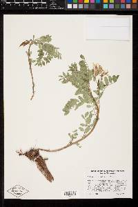 Astragalus vallaris image
